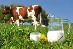 Entenda porque não é saudável beber leite de vaca